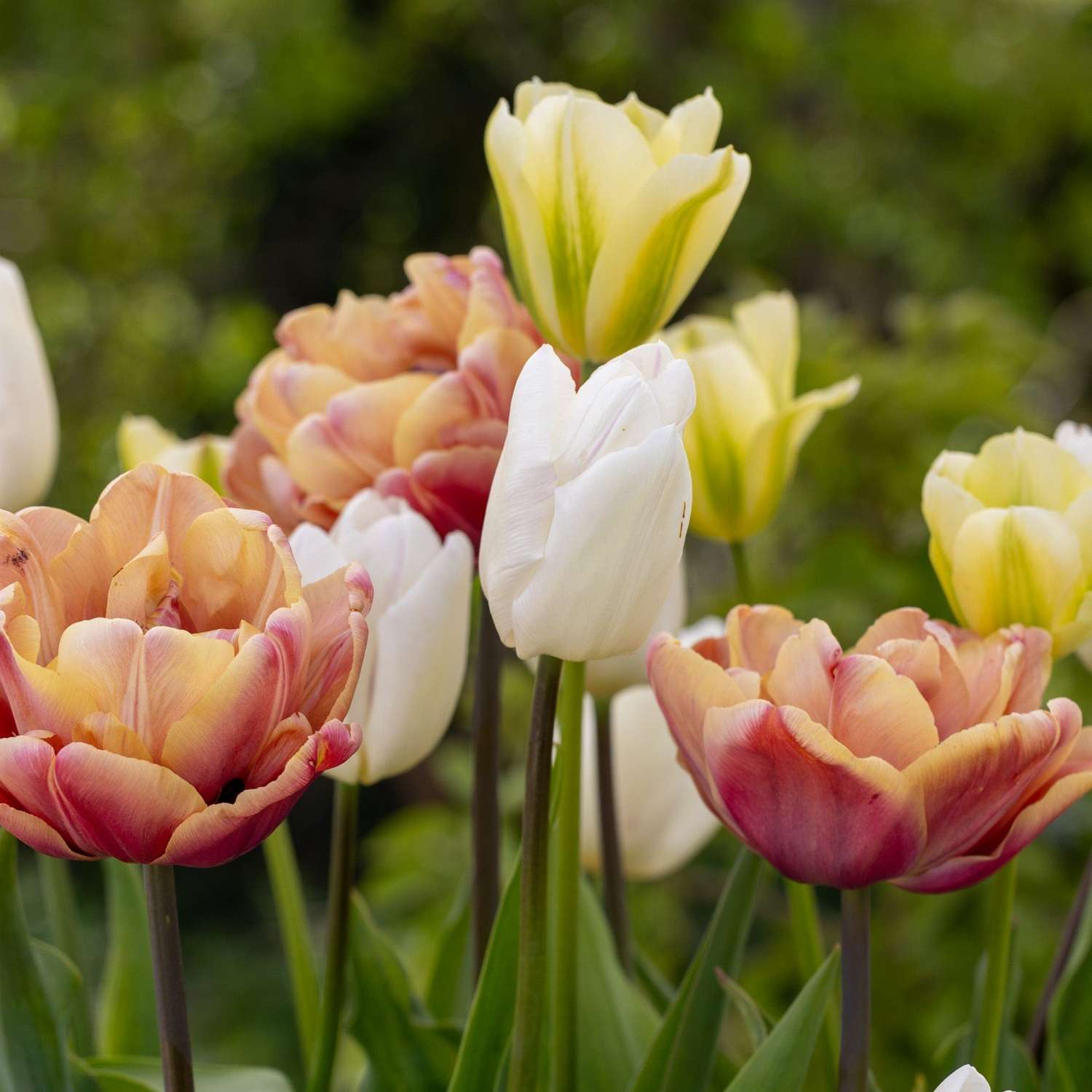 Mélange de tulipes 'Antique Lemon'